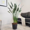 Strelicja królewska (Strelitzia reginae) z pąkami 130-140cm