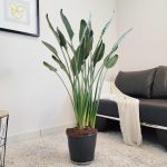 Strelicja królewska (Strelitzia reginae) z pąkami 140cm