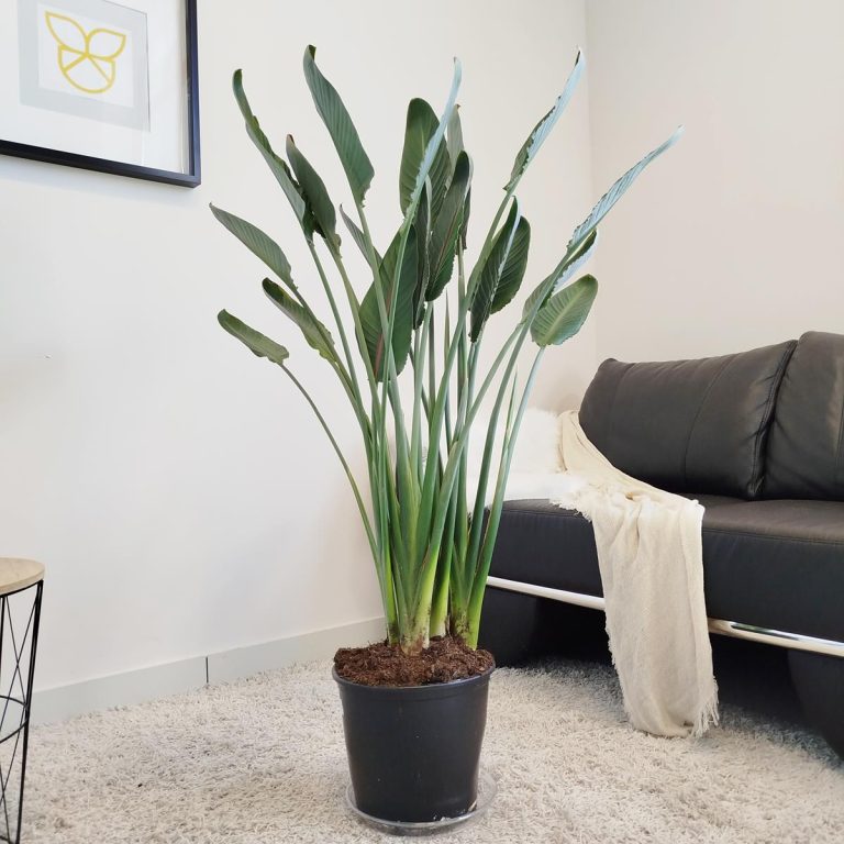 Strelicja królewska (Strelitzia reginae) z pąkami 140cm