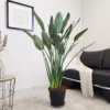 Strelicja królewska (Strelitzia reginae) z pąkami 130-140cm