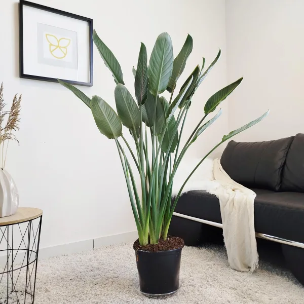Strelicja królewska (Strelitzia reginae) z pąkami 135cm