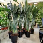 Strelicja królewska (Strelitzia reginae) z pąkami 140cm