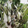 Strelicja królewska (Strelitzia reginae) z pąkami 130-140cm
