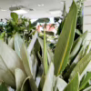 Strelicja królewska (Strelitzia reginae) z pąkami 130-140cm