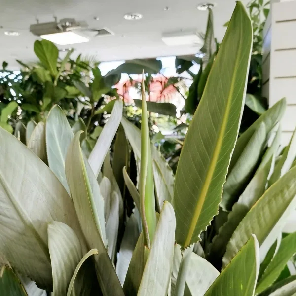 Strelicja królewska (Strelitzia reginae) z pąkami 135cm