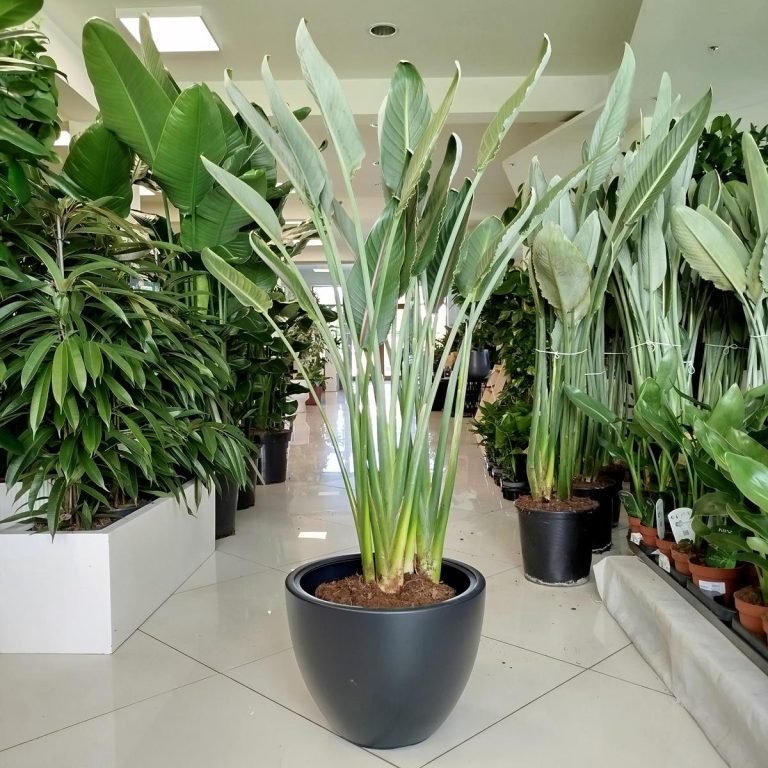 Strelicja królewska (Strelitzia reginae) z pąkami 140cm