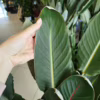 Strelicja królewska (Strelitzia reginae) z pąkami 130-140cm