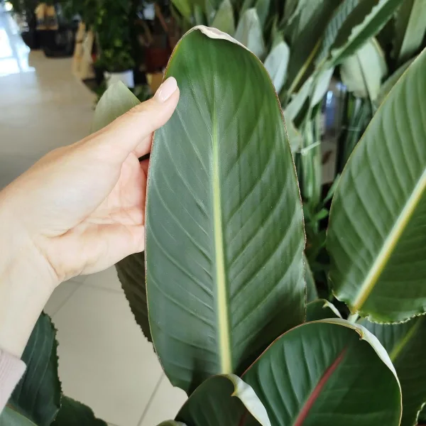 Strelicja królewska (Strelitzia reginae) z pąkami 135cm