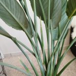 Strelicja królewska (Strelitzia reginae) z pąkami 140cm