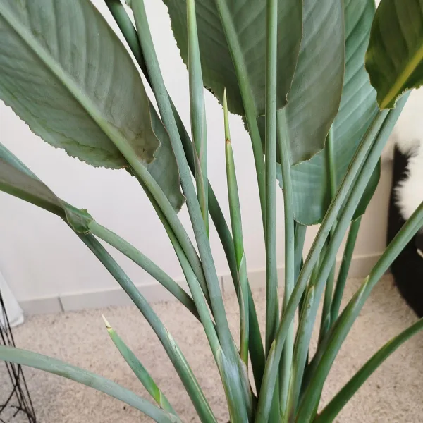 Strelicja królewska (Strelitzia reginae) z pąkami 135cm