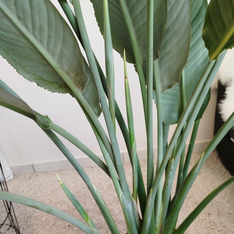 Strelicja królewska (Strelitzia reginae) z pąkami 140cm