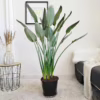 Strelicja królewska (Strelitzia reginae) z pąkami 130-140cm