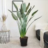 Strelicja królewska (Strelitzia reginae) z pąkami 135cm