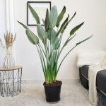 Strelicja królewska (Strelitzia reginae) z pąkami 140cm