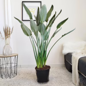Strelicja królewska (Strelitzia reginae) z pąkami 135cm