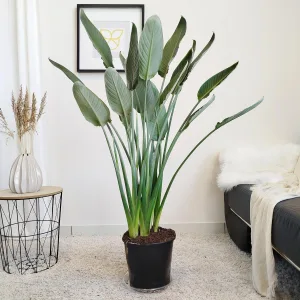 Strelicja królewska (Strelitzia reginae) z pąkami 140cm