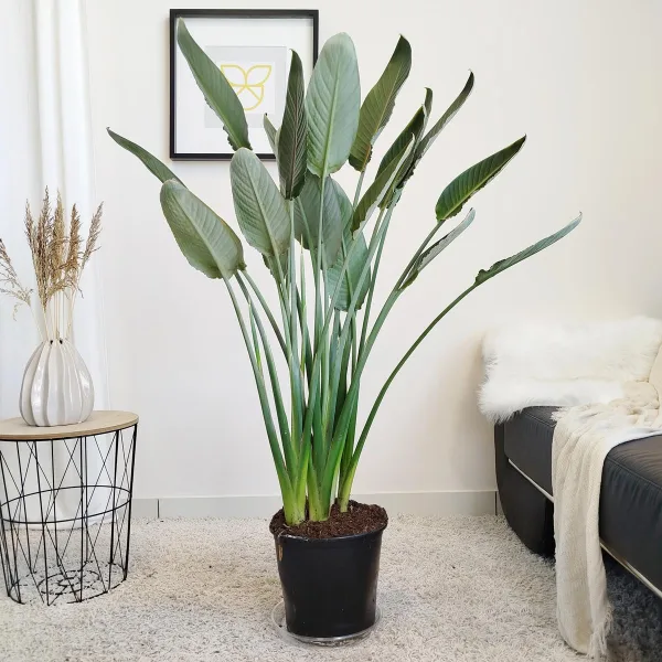 Strelicja królewska (Strelitzia reginae) z pąkami 135cm