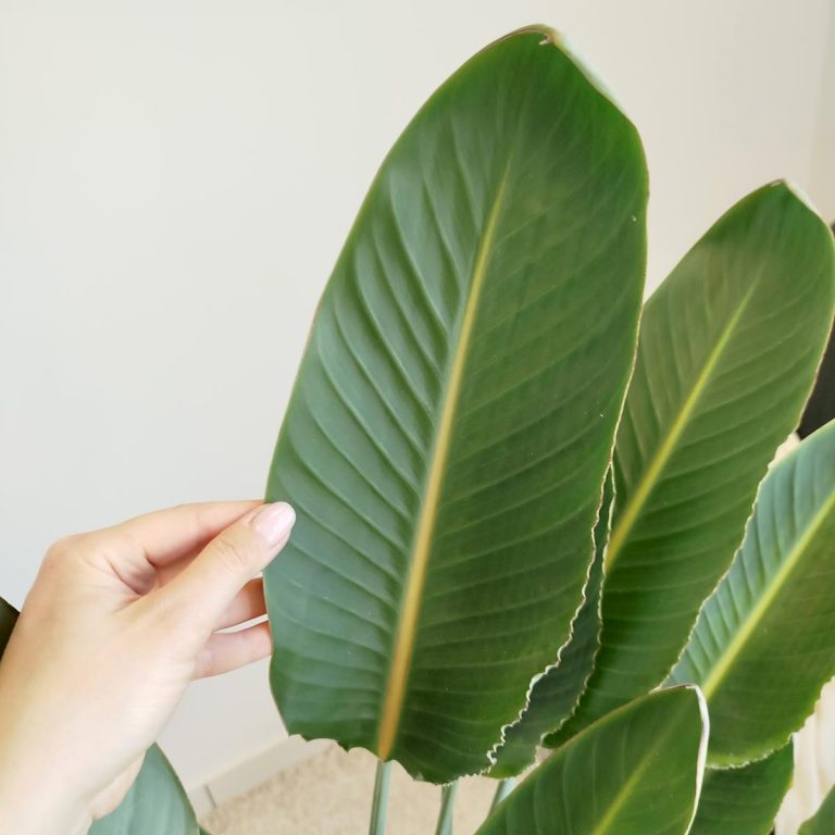 Strelicja królewska (Strelitzia reginae) z pąkami 140cm