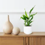 Strelicja królewska (Strelitzia reginae) 45cm