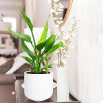 Strelicja królewska (Strelitzia reginae) 35cm