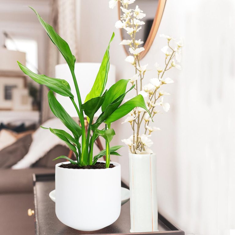 Strelicja królewska (Strelitzia reginae) 35cm