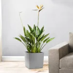 Strelicja królewska (Strelitzia reginae) 45cm