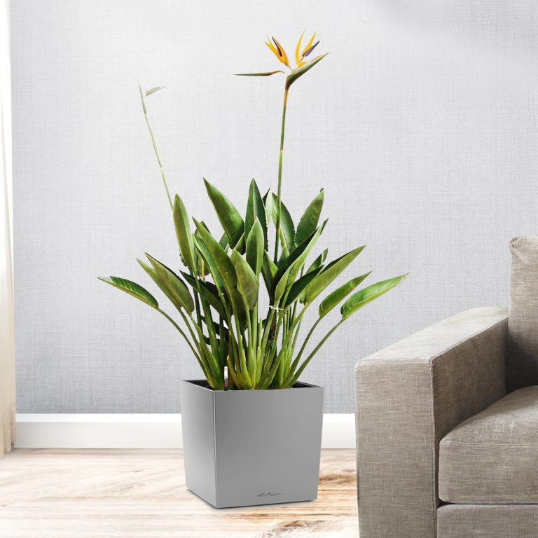 Strelicja królewska (Strelitzia reginae) 35cm