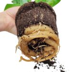 Strelicja królewska (Strelitzia reginae) 35cm