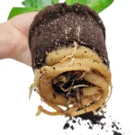 Strelicja królewska (Strelitzia reginae) 45cm