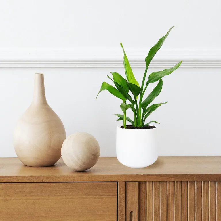 Strelicja królewska (Strelitzia reginae) 45cm