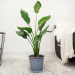 Strelicja królewska (Strelitzia reginae) 90cm