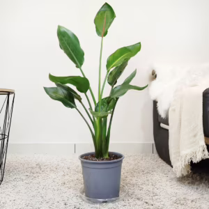 Strelicja królewska (Strelitzia reginae) 90cm