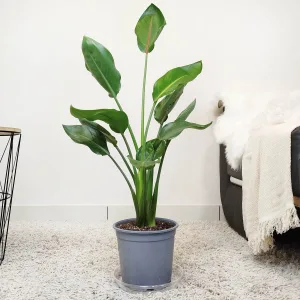 Strelicja królewska (Strelitzia reginae) 90cm