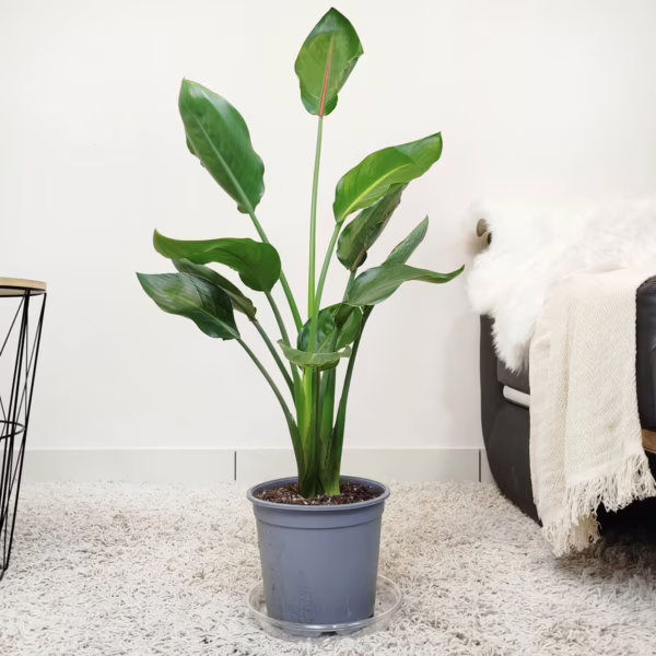 Strelicja królewska (Strelitzia reginae) 85-95cm