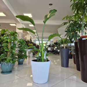 Strelicja biała (Strelitzia nicolai) 110-130cm
