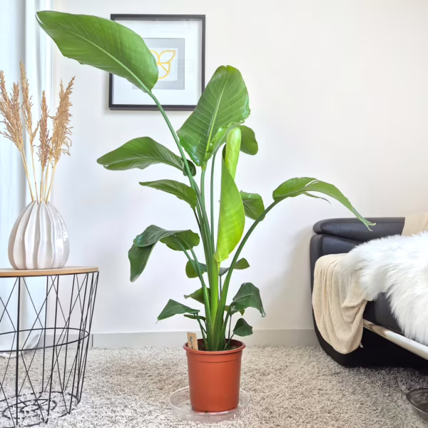 Strelicja biała (Strelitzia nicolai) 110-130cm