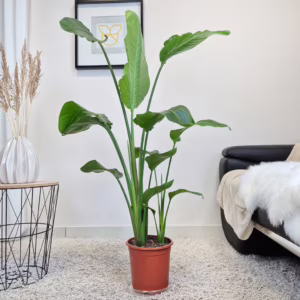 Strelicja biała (Strelitzia nicolai) 130-145cm
