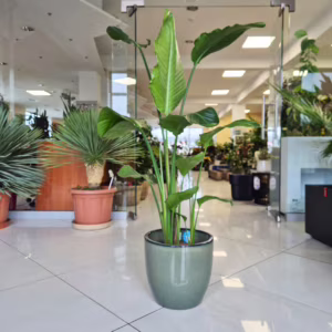 Strelicja biała (Strelitzia nicolai) 130-145cm