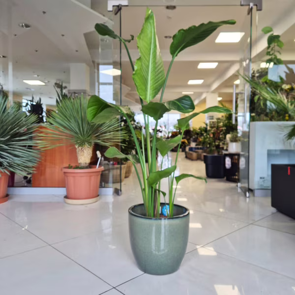 Strelicja biała (Strelitzia nicolai) 140cm
