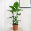 Strelicja biała (Strelitzia nicolai) 60-70cm