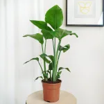 Strelicja biała (Strelitzia nicolai) 70cm