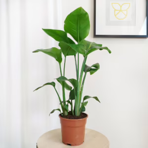 Strelicja biała (Strelitzia nicolai) 60-70cm
