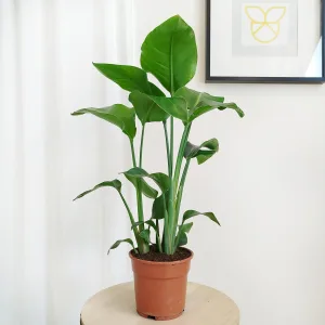 Strelicja biała (Strelitzia nicolai) 70cm