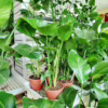Strelicja biała (Strelitzia nicolai) 60-70cm