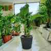 Strelicja biała (Strelitzia nicolai) 60-70cm