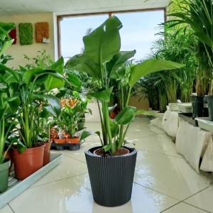 Strelicja biała (Strelitzia nicolai) 60-70cm