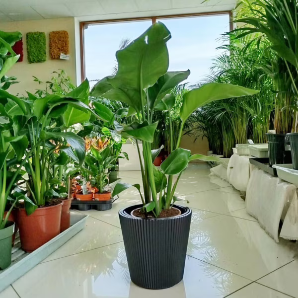Strelicja biała (Strelitzia nicolai) 60-70cm