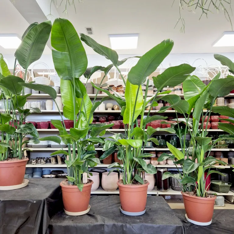 Strelicja biała (Strelitzia nicolai) 180cm