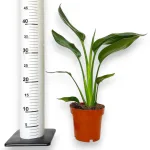 Strelicja królewska (Strelitzia reginae) 45cm