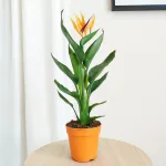 Strelicja królewska (Strelitzia reginae) 45cm